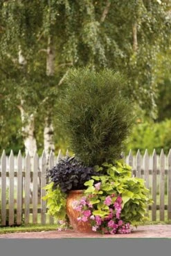 Farnblättriger Säulen-Faulbaum `Fine Line´ Rhamnus Frangula `Fine Line´ -Garten Genuss Fine Line Kordes Jungpflanzen1