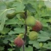 Feige `Firoma´® Ficus Carica `Firoma´ -Garten Genuss Firoma Kordes Jungpflanzen