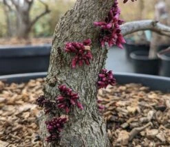 Judasbaum `Forest Pansy´ Cercis Canadensis 6 Judasbaum `Forest Pansy´ Cercis Canadensis -Garten Genuss Forest Pansy