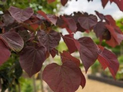Judasbaum `Forest Pansy´ Cercis Canadensis 7 Judasbaum `Forest Pansy´ Cercis Canadensis -Garten Genuss Forest Pansy1