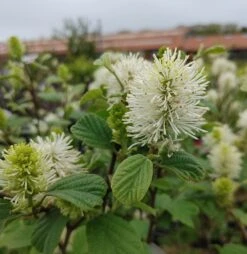 Großer Federbuschstrauch Fothergilla Major -Garten Genuss Foterghilla