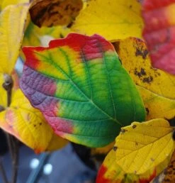 Großer Federbuschstrauch Fothergilla Major -Garten Genuss Fothergilla Herbstf rbung1
