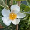 Franklinia Alatamaha "Franklinie / Franklinbaum" Franklinia Alatamaha -Garten Genuss Franklina Bl te