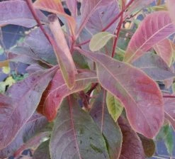 Franklinia Alatamaha "Franklinie / Franklinbaum" Franklinia Alatamaha -Garten Genuss Frankliniha