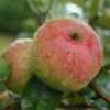 Säulenapfel `Frenic´ Malus Domestica -Garten Genuss Frenic