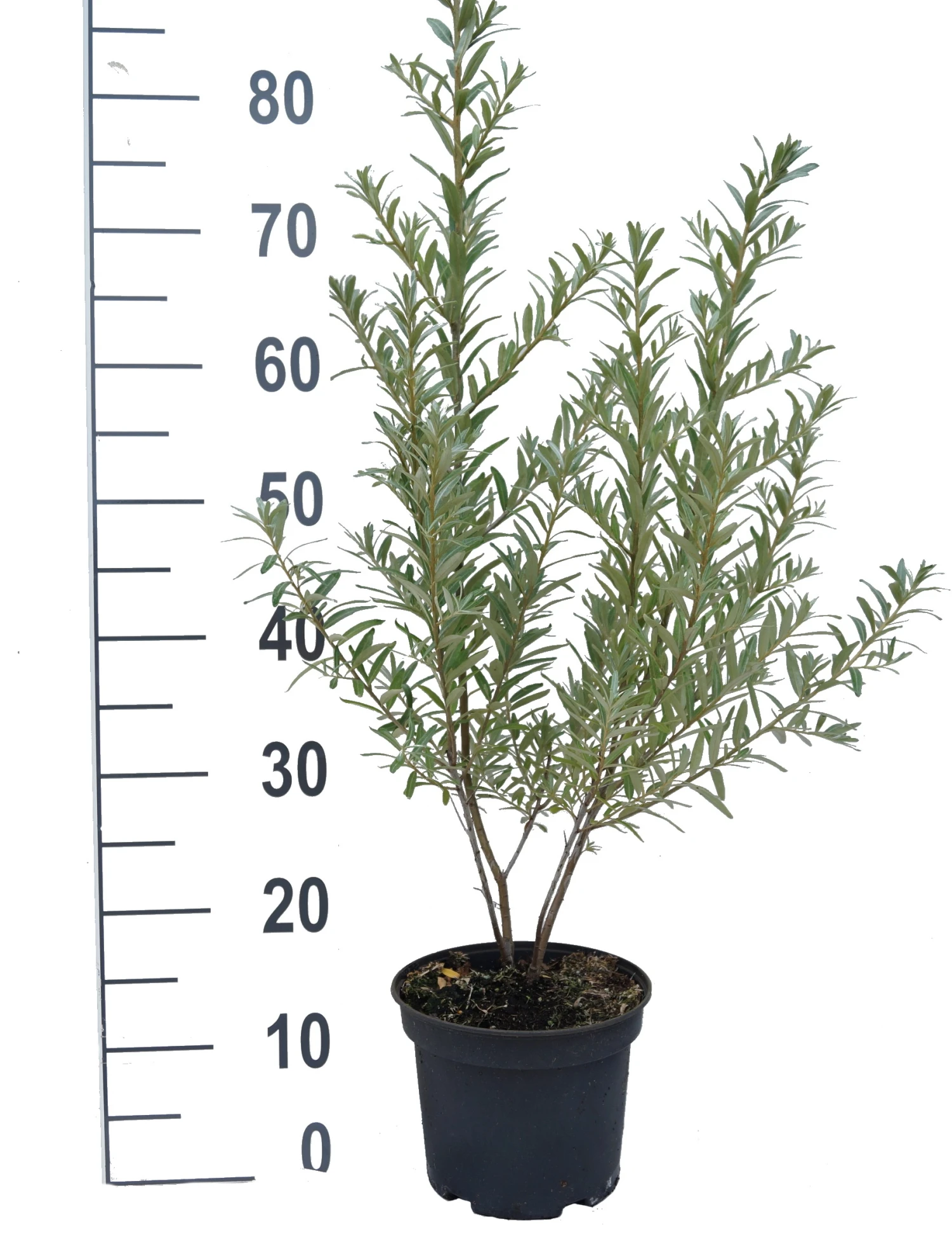 Sanddorn `Friesdorfer Orange´ (selbstfruchtbar) Hippophae Rhamnoides `Friesdorfer Orange´ 4 Sanddorn `Friesdorfer Orange´ (selbstfruchtbar) Hippophae Rhamnoides `Friesdorfer Orange´ – Bild 2