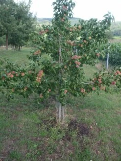 Pfirisch `Fruteria´ Prunus Persica `Fruteria´ -Garten Genuss Fruteria3