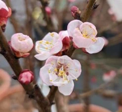 Zwerg-Aprikose `Garden Aprigold® ´ Prunus Armeniaca `Garden Aprigold´ -Garten Genuss Garden Aprigold Bl te