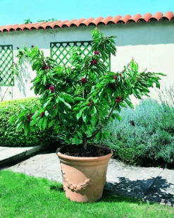 Garten Genuss 15 Zwerg-Süßkirsche `Garden Bing®´ Prunus Avium `Garden Bing´