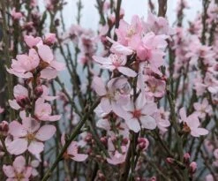 Zwerg-Fruchtmandel `Garden Prince´ Prunus `Zwerg-Fruchtmandel´