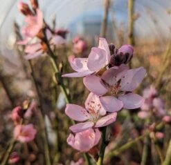 Zwerg-Fruchtmandel `Garden Prince´ Prunus `Zwerg-Fruchtmandel´ -Garten Genuss Garden Prince Bl te2