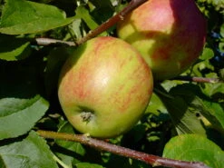 Geheimrat Oldenburg Malus Domestica -Garten Genuss GeheimratOldenburg