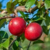 Gerlinde ® Malus Domestica -Garten Genuss GerlindeRUQRs7DqhHjrf