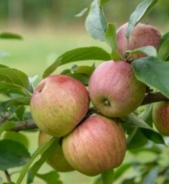 Gewürzluiken Malus Domestica `Gewürzluiken´ -Garten Genuss Gew rzluiken
