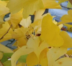 Ginkgo / Fächerblattbaum Ginkgo Biloba -Garten Genuss Ginkgo biloba Herbstf rbung