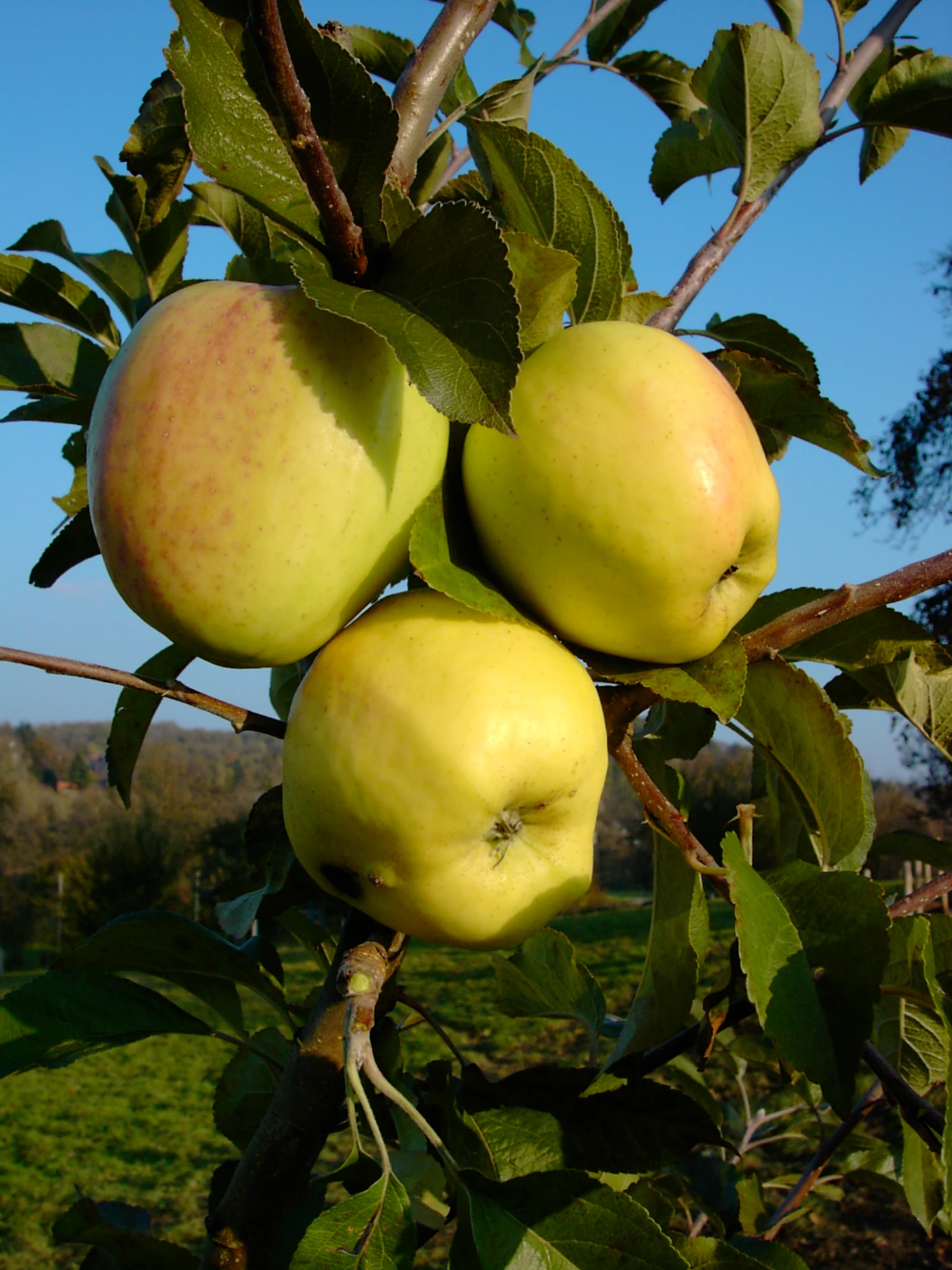 Weißer Winterglockenapfel Malus Domestica 3 Weißer Winterglockenapfel Malus Domestica