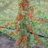 Goji / Chinesische Wolfsbeere `Big Lifeberry´ Lycium Barbarum `Big Lifeberry´ -Garten Genuss Goji
