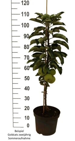 Säulenapfel `Goldcats´ Malus Domestica `Goldcats´ -Garten Genuss Goldcats zweij hrig weiss