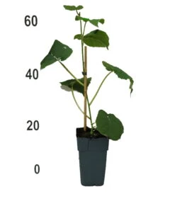 Gold-Kiwi Actinidia Deliciosa `Golden Kiwi´ -Garten Genuss Goldkiwi4