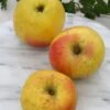 Grahams Jubiläumsapfel Malus Domestica `Graham´s Jubiläumsapfel´ -Garten Genuss GrahamsDfq5bGLvl8FVV