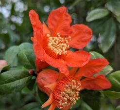 Granatapfel `Crimson Sky´ Punica Granatum `Crimson Sky´ 6 Granatapfel `Crimson Sky´ Punica Granatum `Crimson Sky´ -Garten Genuss Granatapfel Bl te