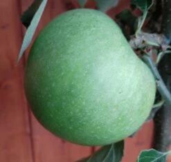 Garten Genuss 11 Granny Smith Malus Domestica `Granny Smith´