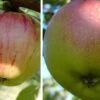Duo-Apfelbaum `Gravensteiner´ & `Kaiser Wilhelm´ Malus Domestica -Garten Genuss Gravensteiner Kaiser Wihleml 1