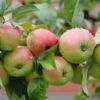 Gravensteiner Malus Domestica -Garten Genuss Gravensteiner5LEjpsAOzIdA8