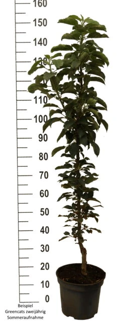 Säulenapfel `GreenCats´ Malus Domestica `Greencats´ 10 Säulenapfel `GreenCats´ Malus Domestica `Greencats´ -Garten Genuss Greencats weiss