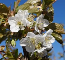 Große Schwarze Knorpelkirsche Prunus Avium `Große Schwarze Knorpelkirsche´ 8 Große Schwarze Knorpelkirsche Prunus Avium `Große Schwarze Knorpelkirsche´ -Garten Genuss Grosse Schwarze Bl te