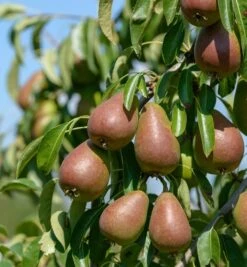 Gute Luise Pyrus Communis `Gute Luise´ -Garten Genuss Gute Luise2