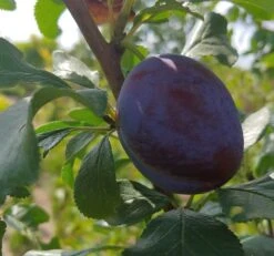 Haganta (S) Prunus Domestica `Haganta´ -Garten Genuss Haganta