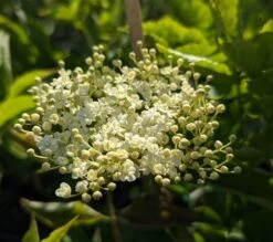 Holunder `Haidegg 17´ Sambucus Nigra `Haidegg17´ 7 Holunder `Haidegg 17´ Sambucus Nigra `Haidegg17´ -Garten Genuss Haidegg Bl te