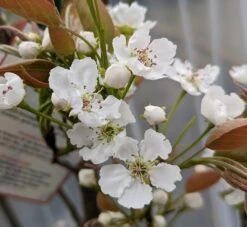 Nashi Hakko Pyrus Pyrifolia `Hakko´ -Garten Genuss Hakko Bl te