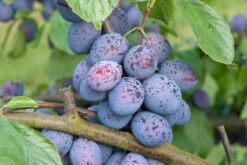 Hanita ® Prunus Domestica `Hanita -Garten Genuss Hanita3