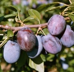 Hanita ® Prunus Domestica `Hanita -Garten Genuss HanitaCuZI3ucZhqxcC