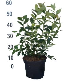 Heidelbeere - Reka Vaccinum Corymbosum `Reka´ -Garten Genuss Heidelbeere reka 2