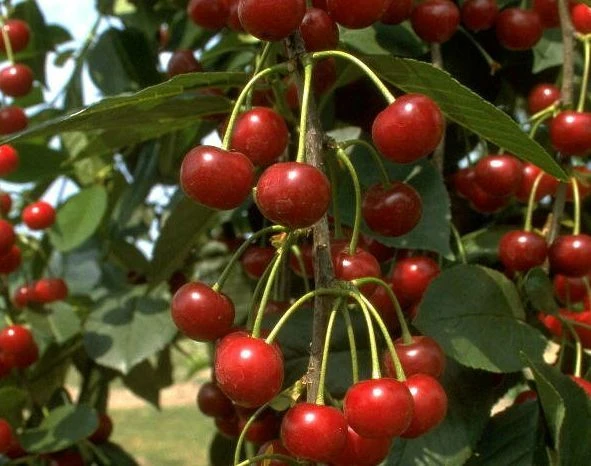 Heimanns Rubinweichsel Prunus Cerasus `Heimann´s Rubinweichsel´ 3 Heimanns Rubinweichsel Prunus Cerasus `Heimann´s Rubinweichsel´