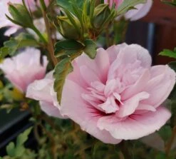 Gefüllter Hibiskus `Pink Chiffon´ Hibiscus Syriacus `Pink Chiffon´ 5 Gefüllter Hibiskus `Pink Chiffon´ Hibiscus Syriacus `Pink Chiffon´ -Garten Genuss Hibiskus Pink Chiffon1