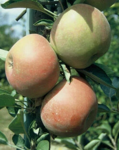 Holsteiner Cox Malus Domestica -Garten Genuss HolsteinerCox
