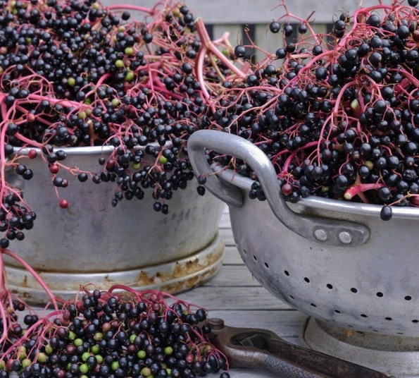 Holunder `Haidegg 17´ Sambucus Nigra `Haidegg17´ 3 Holunder `Haidegg 17´ Sambucus Nigra `Haidegg17´