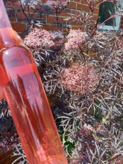 Holunder Black Lace ® Sambucus Nigra `Black Lace´ 15 Holunder Black Lace ® Sambucus Nigra `Black Lace´ -Garten Genuss Holunderbl ten Likor rosa