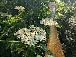 Holunder Haschberg Sambucus Nigra `Haschberg´ -Garten Genuss Holunderbl tenlik r weiss