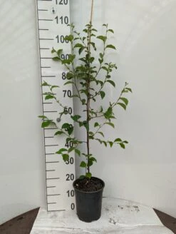 Chinesische Quitte / Holzquitte Pseudocydonia Sinensis -Garten Genuss Holzquitte