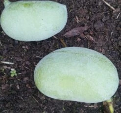 Garten Genuss -Garten Genuss Indianerbanana