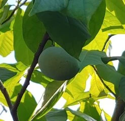 Veredelte Indianerbanane (Paw Paw) `Halvin´ Asimina Triloba `Wells´ -Garten Genuss Indianerbanane 2