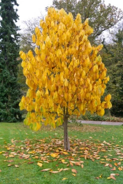 Veredelte Indianerbanane `Prolific´ Asimina Triloba `Profilic´ -Garten Genuss Indianerbanane BaumW2DFt4kwjl8ci