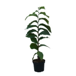 Indianerbanane (Paw Paw) Asimina Triloba -Garten Genuss Indianerbanane weiss