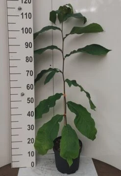 Veredelte Indianerbanane `NC1´ Asimina Triloba `NC1´ -Garten Genuss Indianerbanane weissUURtI4poHnJw6