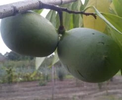 Garten Genuss 9 Veredelte Indianerbanane (Paw Paw) `Shenandoah®´ Asimina Triloba `Shenandoah´